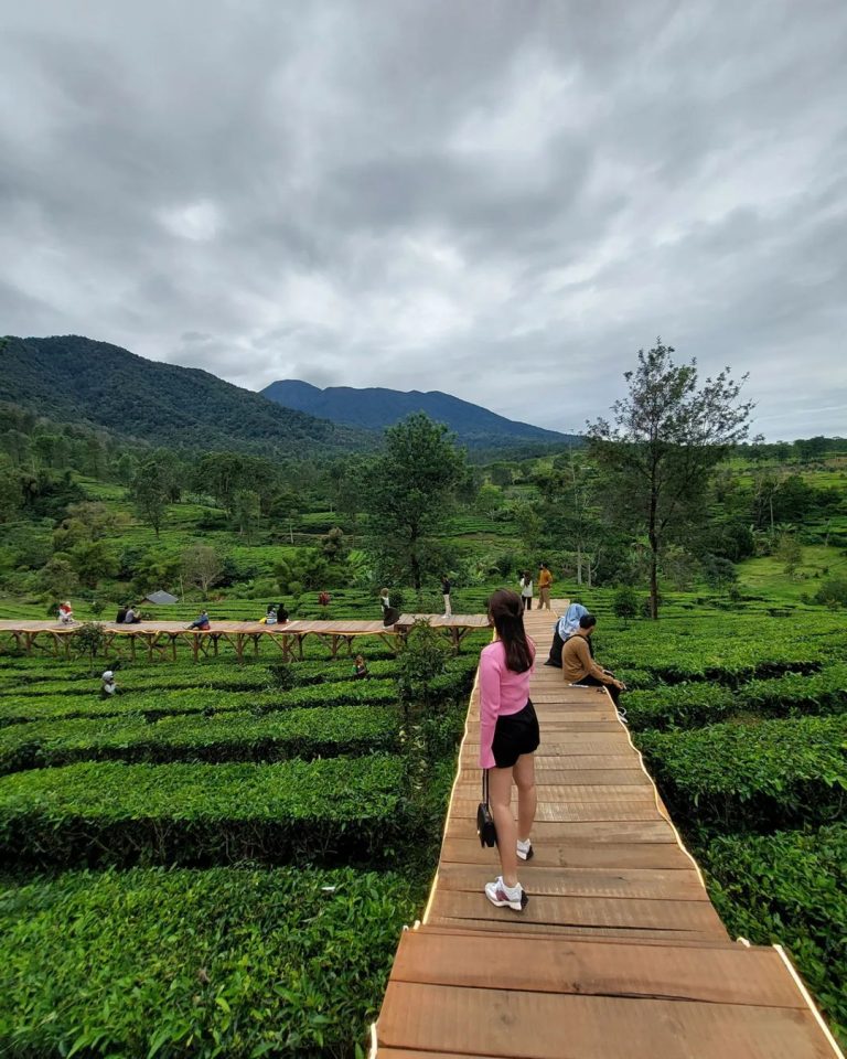 Tea Bridge Gunung Mas Puncak Lokasi Harga Tiket Terbaru Wisata Milenial