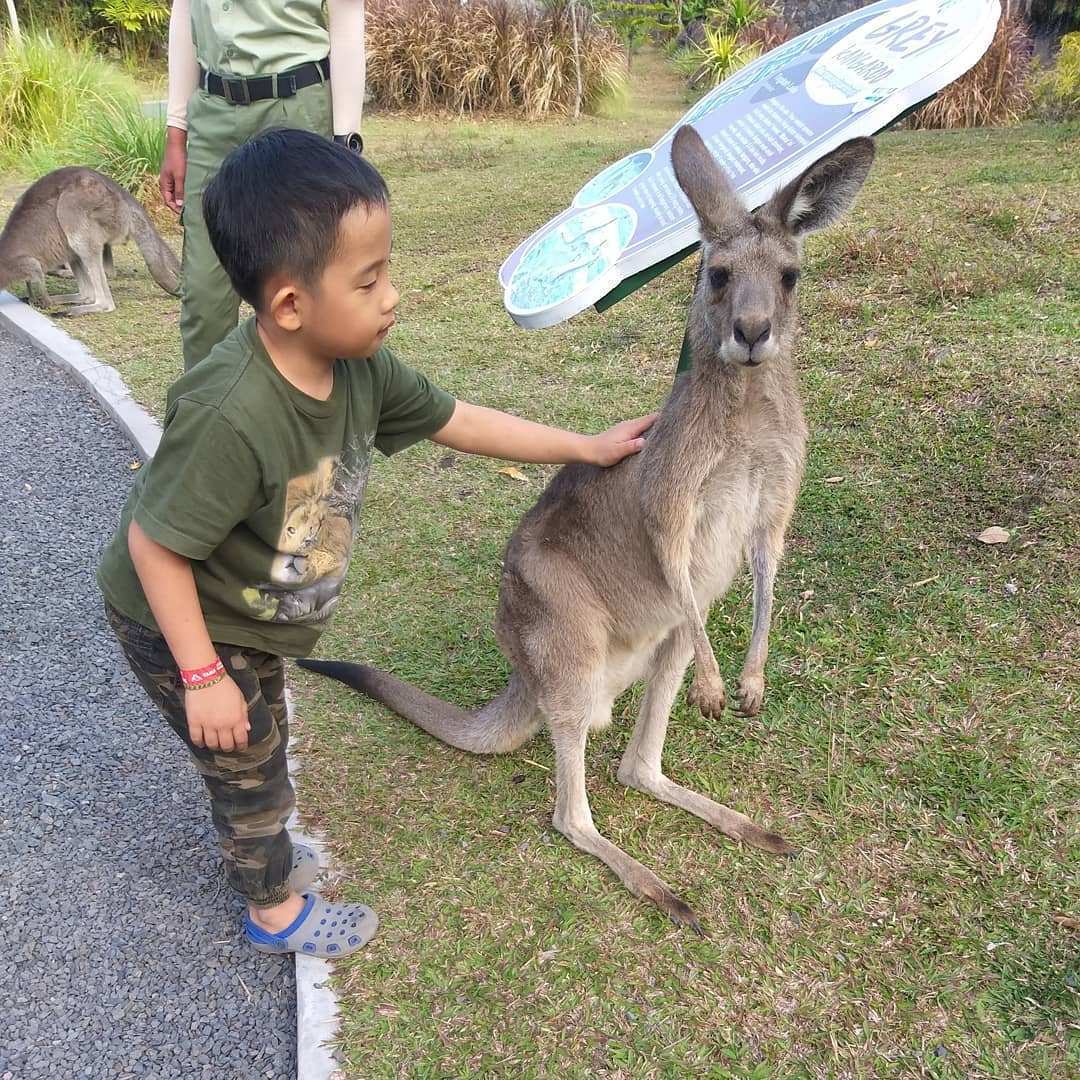 Berfoto Bersama Kanguru di Taman Safari Prigen, Image From @david_dk46
