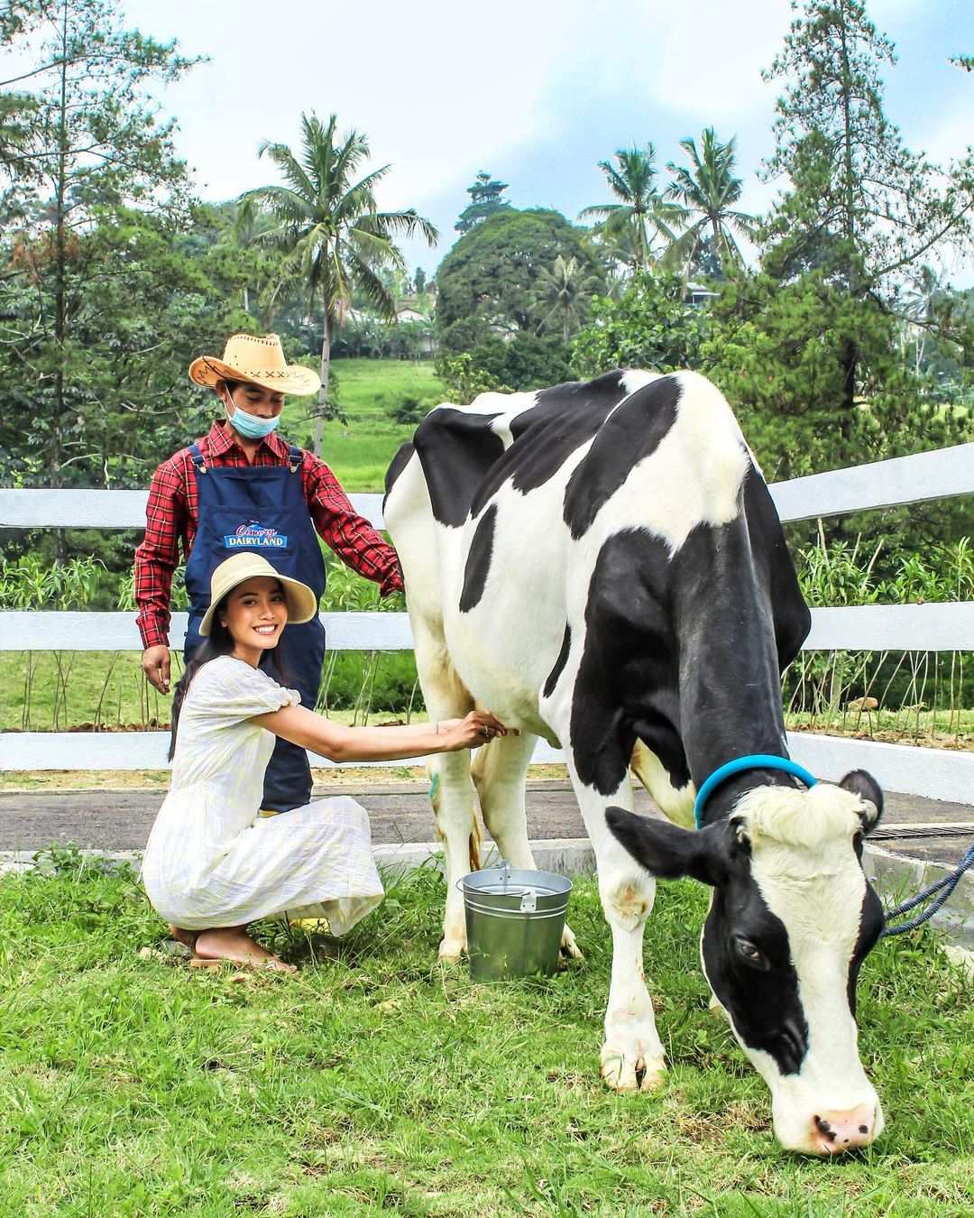 Memeras Susu Sapi Di Cimory Dairyland Puncak Bogor Image From @cimorydairyland Puncak