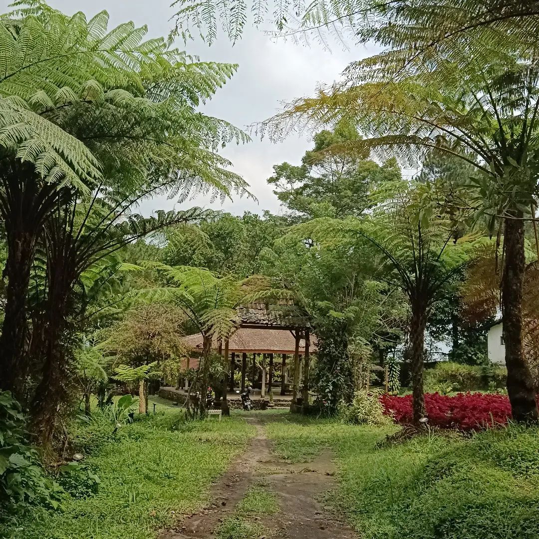 Review Kaliurang Park Botanical Garden Image From @indriprastya