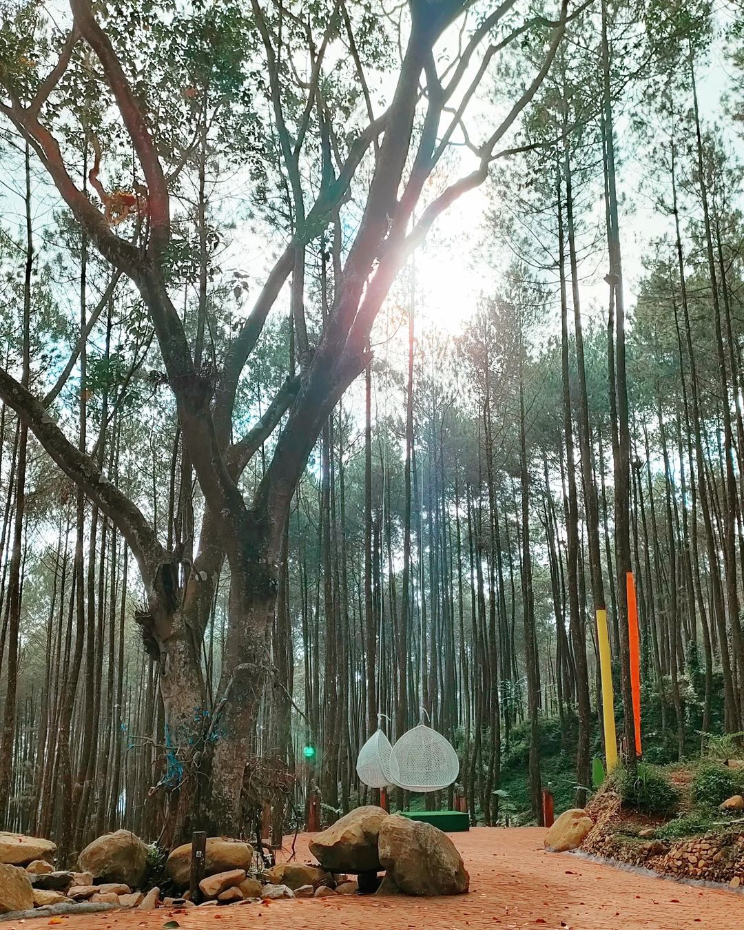 Jam Buka Pinea Forest Mangli Image From @sinta_ika