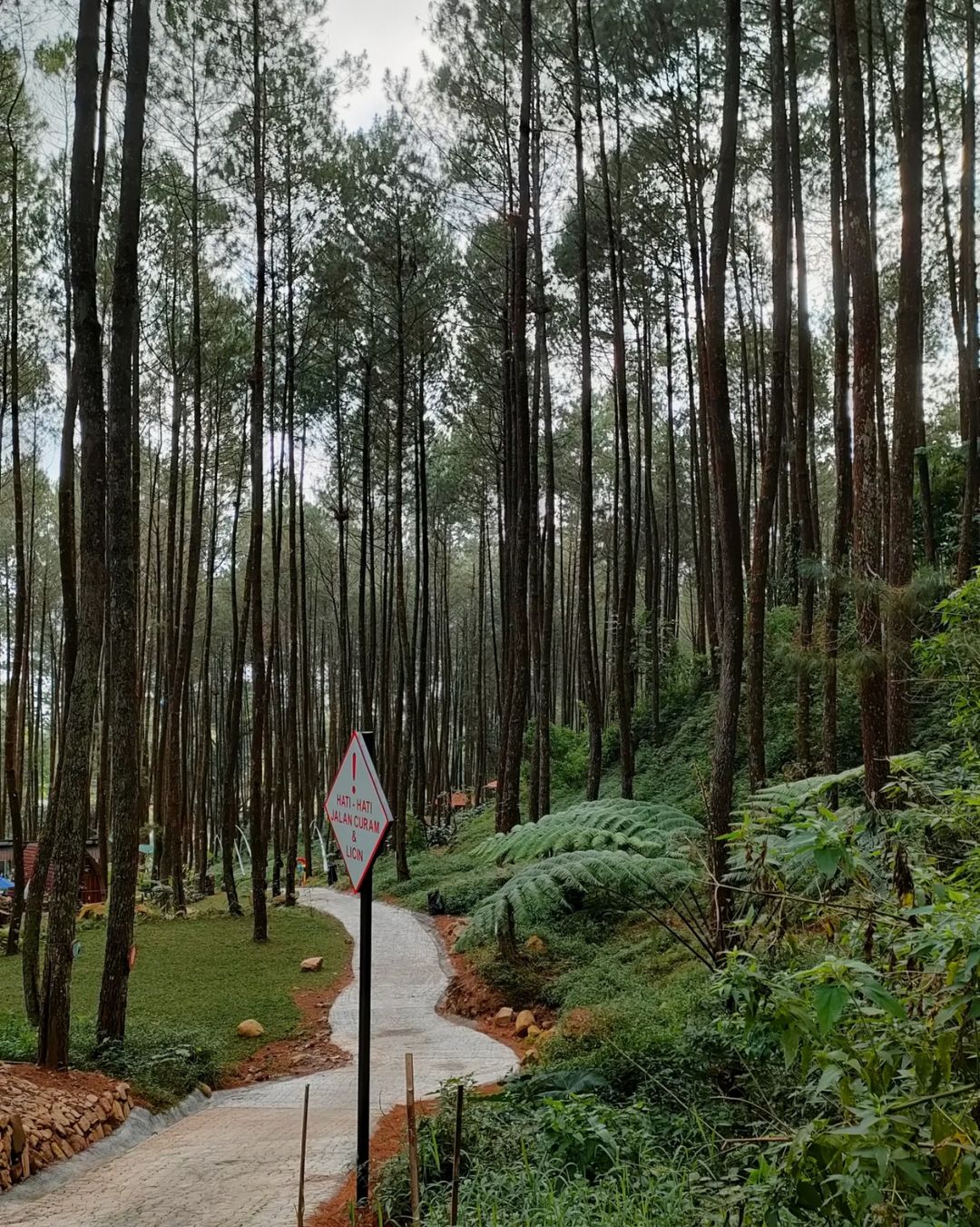 Lokasi Pinea Forest Mangli Image From @sinta_ika